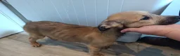 Lurcher dogs for sale: Last Outstanding male Lurcher Puppy - Advert 31