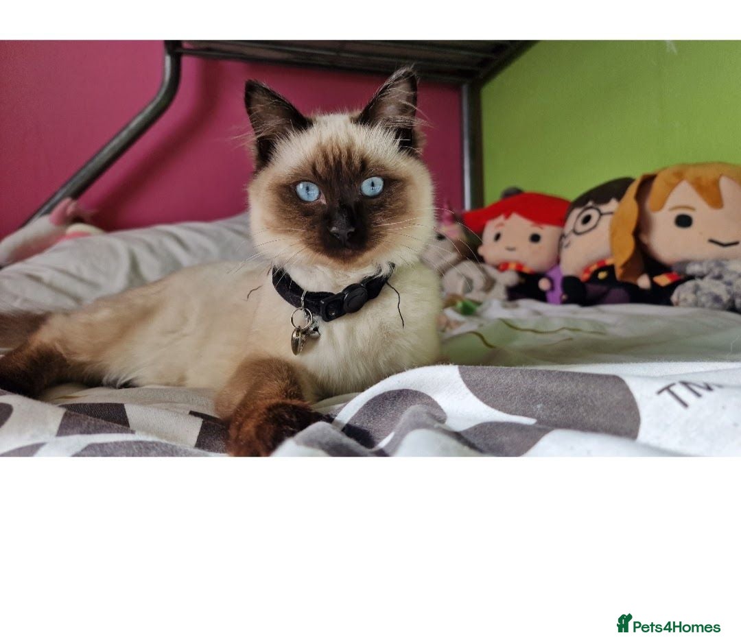 Ragdoll cats Beautiful Ragdoll Kittens Ready From 11th August - Advert 1
