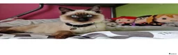 Ragdoll cats for sale: Beautiful Ragdoll Kittens Ready From 11th August - Advert 1