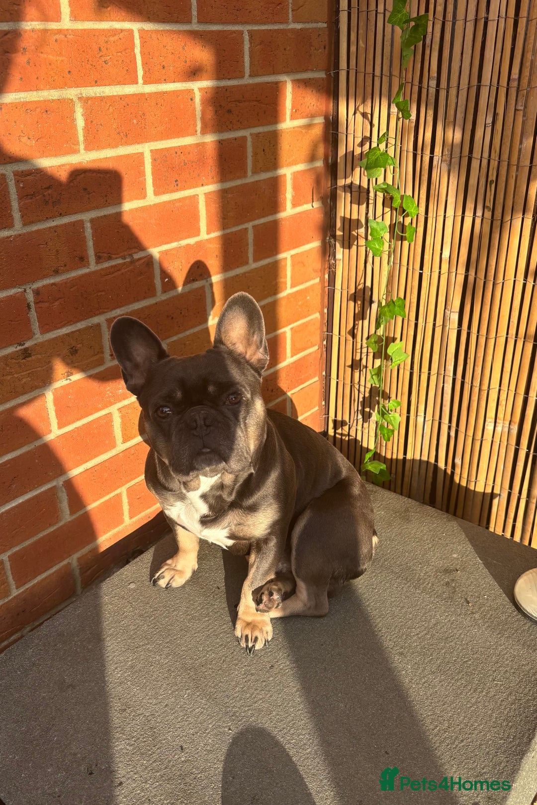 French Bulldog dogs for sale: French bull dog - Image 3