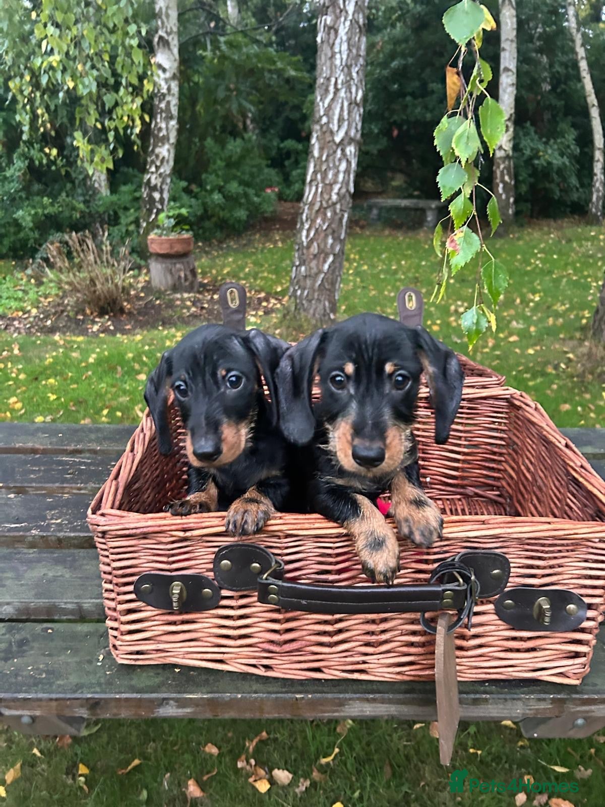 Miniature Dachshund dogs  🐾 Pin Wired Hair Miniature Dachshund Puppies 🐾 - Advert 2