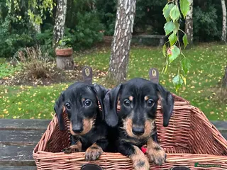 Miniature Dachshund dogs 🐾 Pin Wired Hair Miniature Dachshund Puppies 🐾 - Advert 2