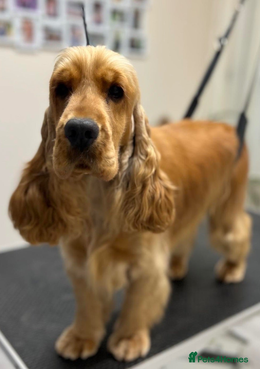 Cocker Spaniel dogs Therapy calm KC registered show cockers  - Advert 13