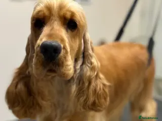 Cocker Spaniel dogs Therapy calm KC registered show cockers - Advert 13