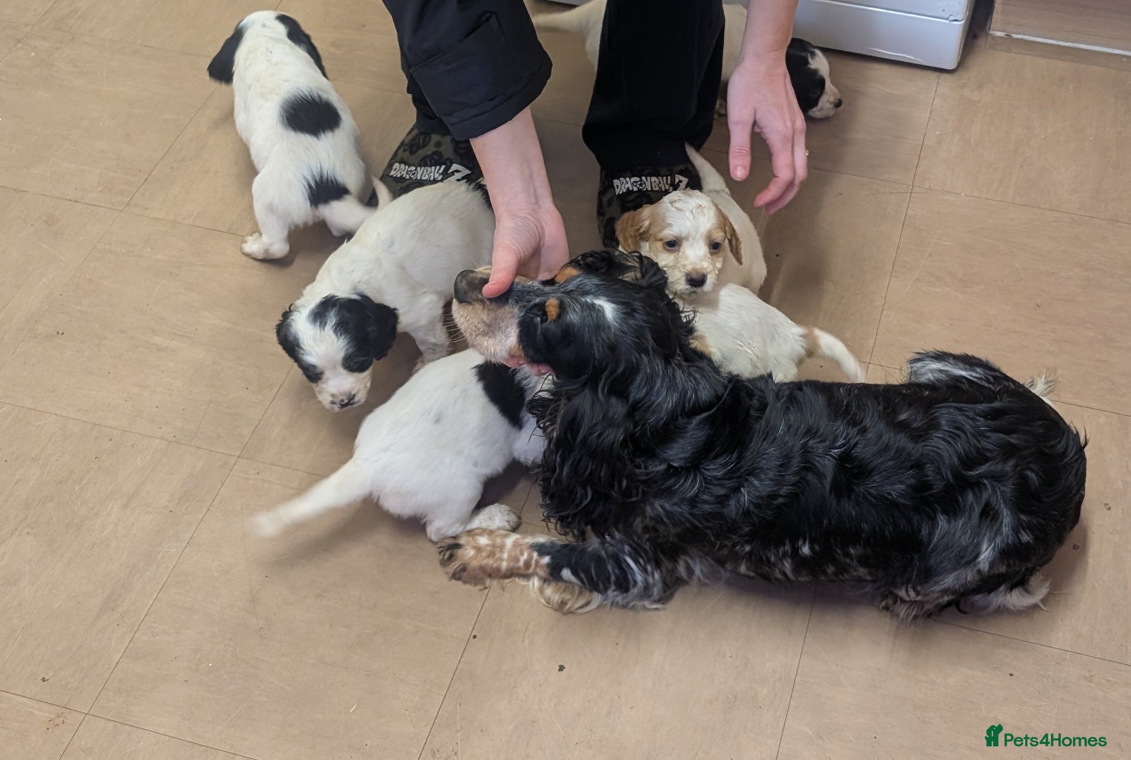 Cocker Spaniel dogs Cocker spaniel puppies  - Advert 13