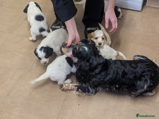 Cocker Spaniel dogs Cocker spaniel puppies - Advert 1