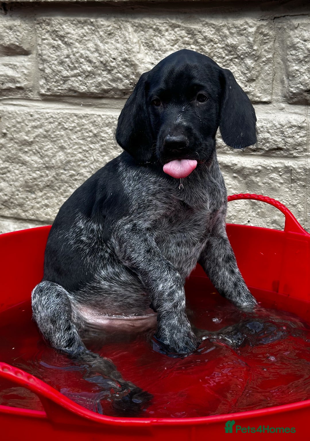 German Wirehaired Pointer dogs for sale: Sweet natured German Wirehaired Pointer boy  - Image 4