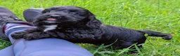 Cockapoo dogs for sale: 10 weeks old black boy ready now: Licensed breeder - Advert 12