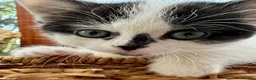 British Shorthair cats for sale: British Shorthair kittens  in Wirral - Advert 8