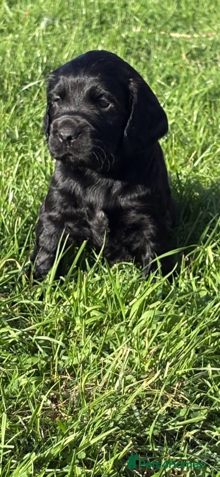 Cocker Spaniel dogs 2 gorgeous boy pups  - Advert 3