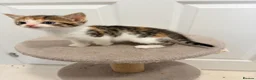 Mixed Breed cats for sale: 4 gorgeous kittens  - Advert 9