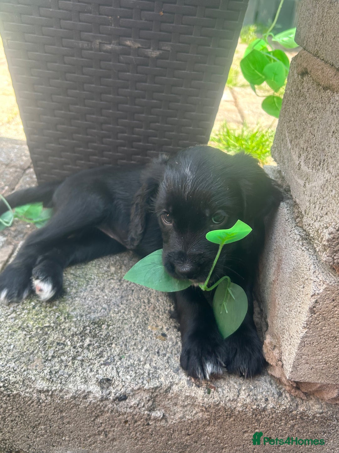 English Springer Spaniel dogs for sale: Two English springer spaniel puppies - Image 5