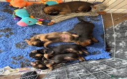 Border Terrier dogs for sale: Border Terriers - Image 4