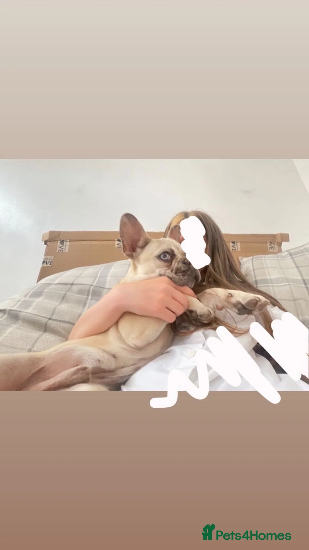French Bulldog dogs for sale: champagne merle French bulldog  - Advert 2