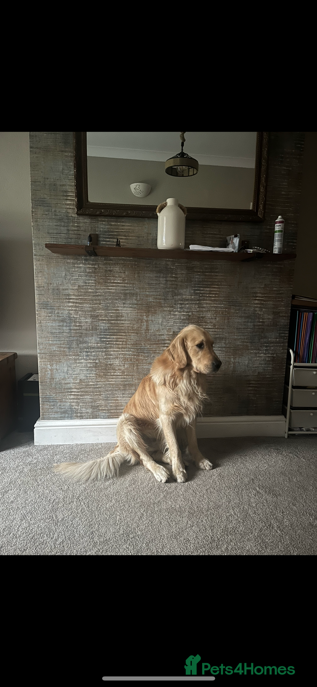 Golden Retriever dogs for sale: 2 year old kc registered male  - Advert 6