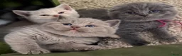 Scottish Fold cats for sale: Unique blue and odd eye kittens - Advert 8