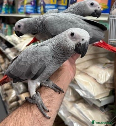 Parrots birds for sale: Top Quality African Grey Parrots–Incredible Mimics - Advert 1