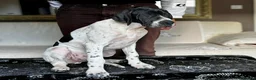Pointer dogs for sale: Gorgeous Pedigree Pointer Pups - Advert 2