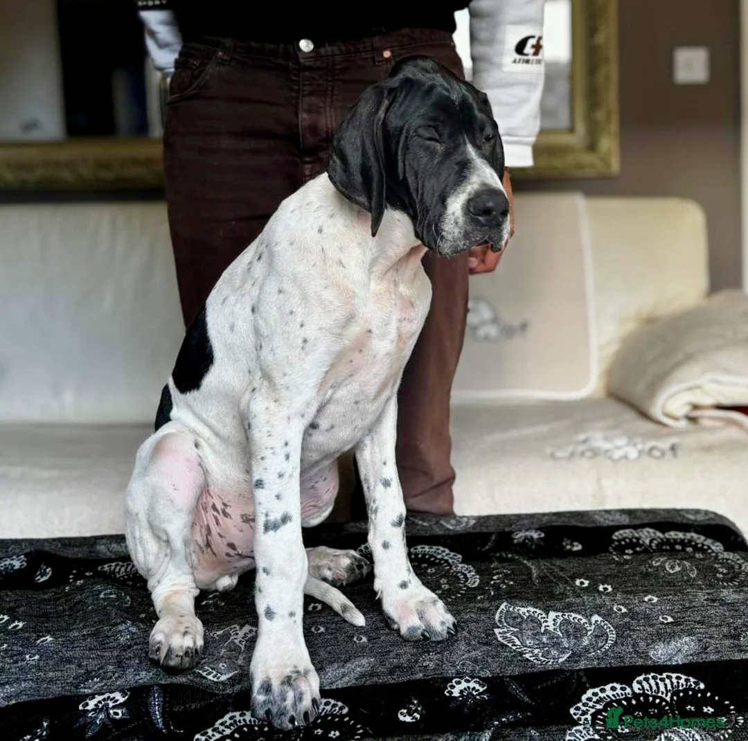 Pointer dogs for sale: Gorgeous Pedigree Pointer Pups - Advert 2