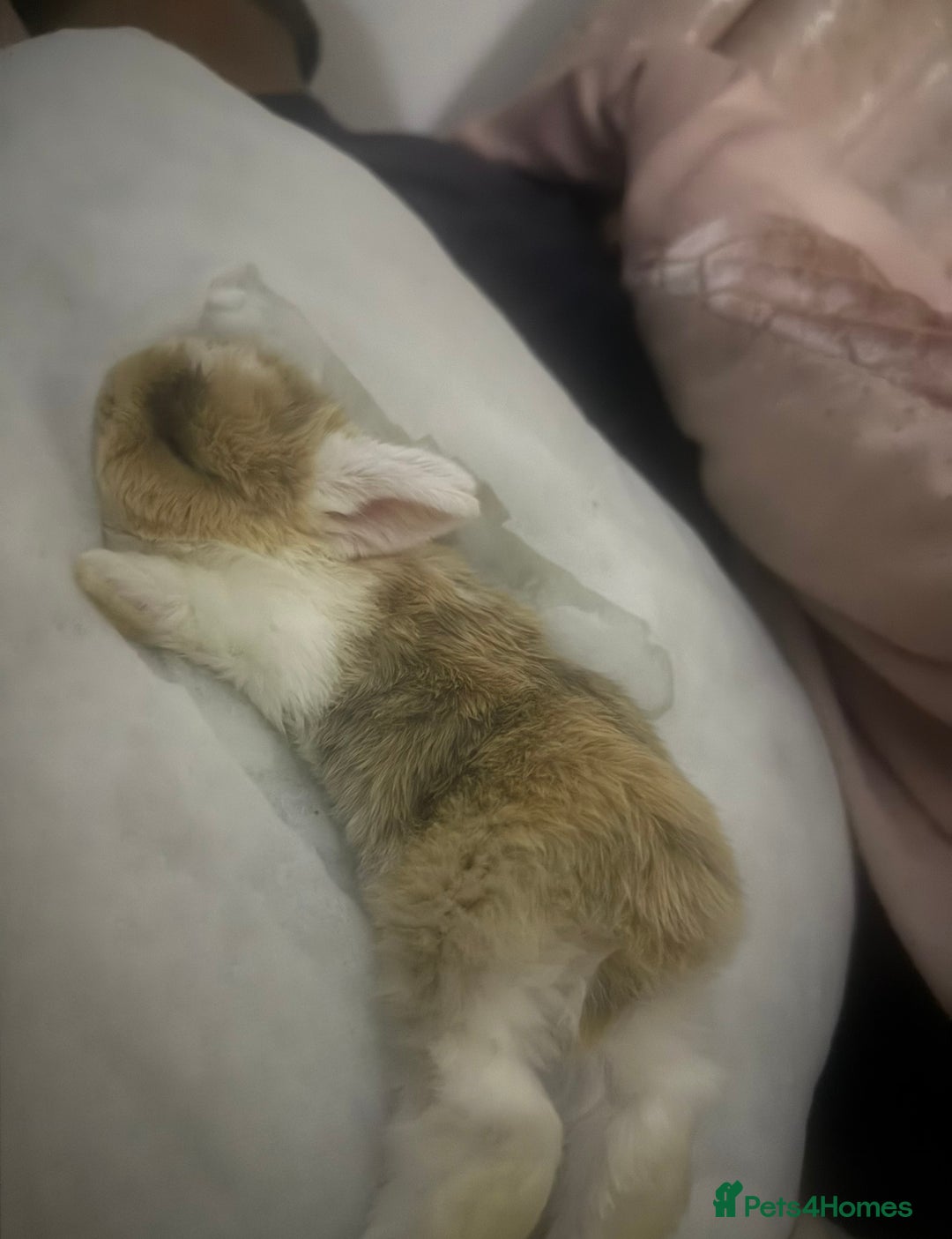 Mixed Breed rabbits for sale: Rabbit - Image 6