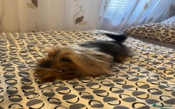 Yorkshire Terrier dogs for sale: Puppies for sale  - Image 20