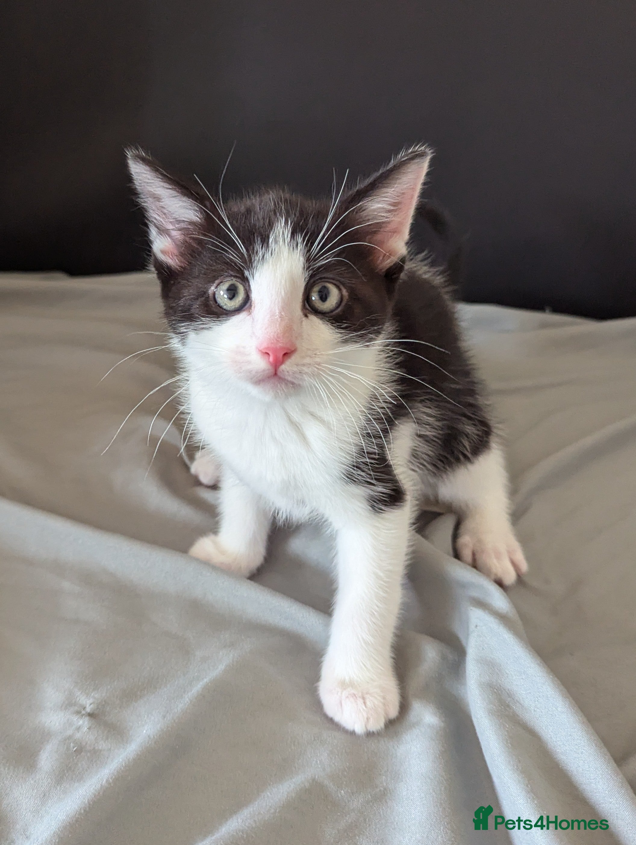  Kitten 2