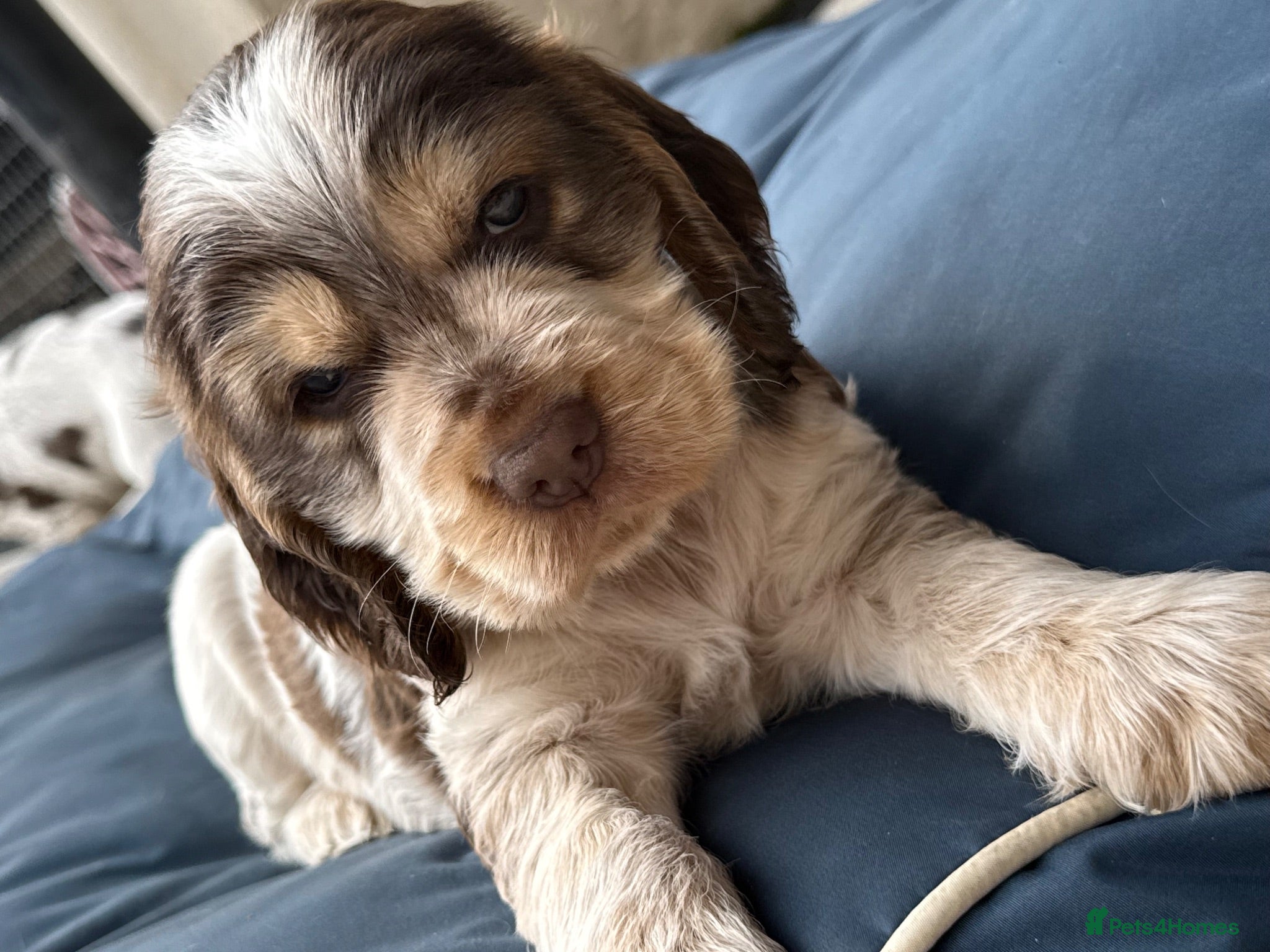 Cocker Spaniel dogs Show type cocker spaniels  - Advert 9