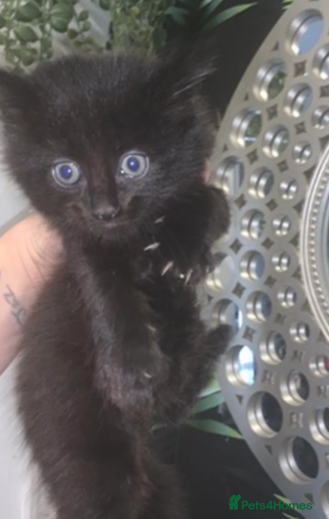 Mixed Breed cats for sale: Mainecoone cross toyger kittens  - Advert 2