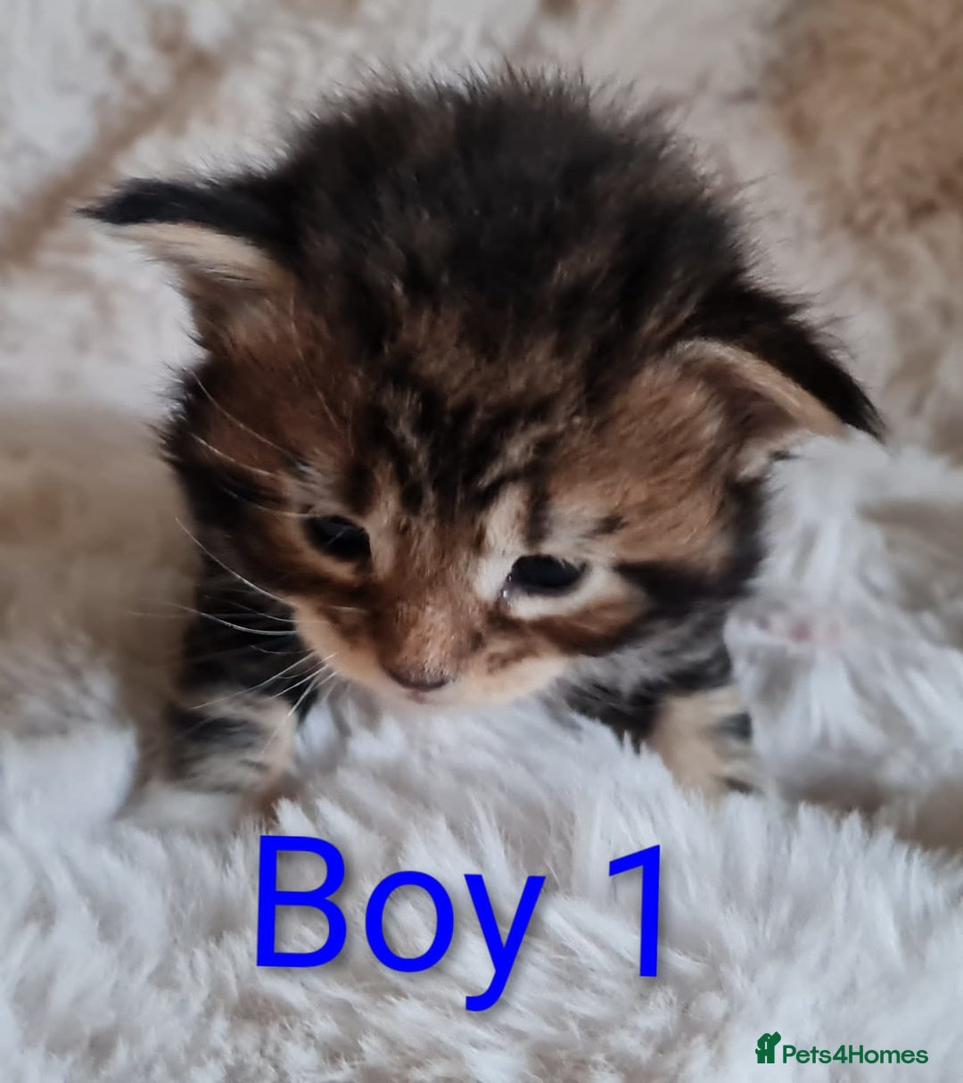 Maine Coon cats for sale: 100% Maine Coon Kittens DNA HEALTH TESTED PARENTS  - Image 16