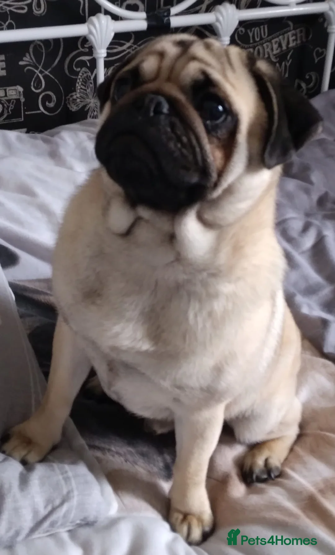 Pug dogs for stud:  Kc reg Stud dog in Waltham Cross - Advert 11