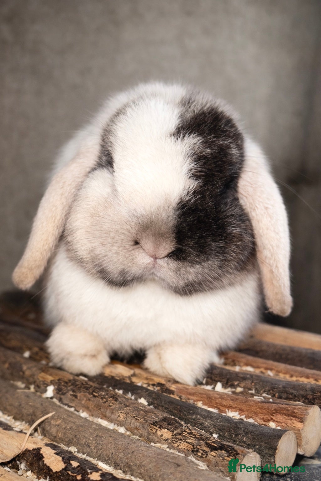 Mini Lop rabbits Top quality mini lops - Advert 1