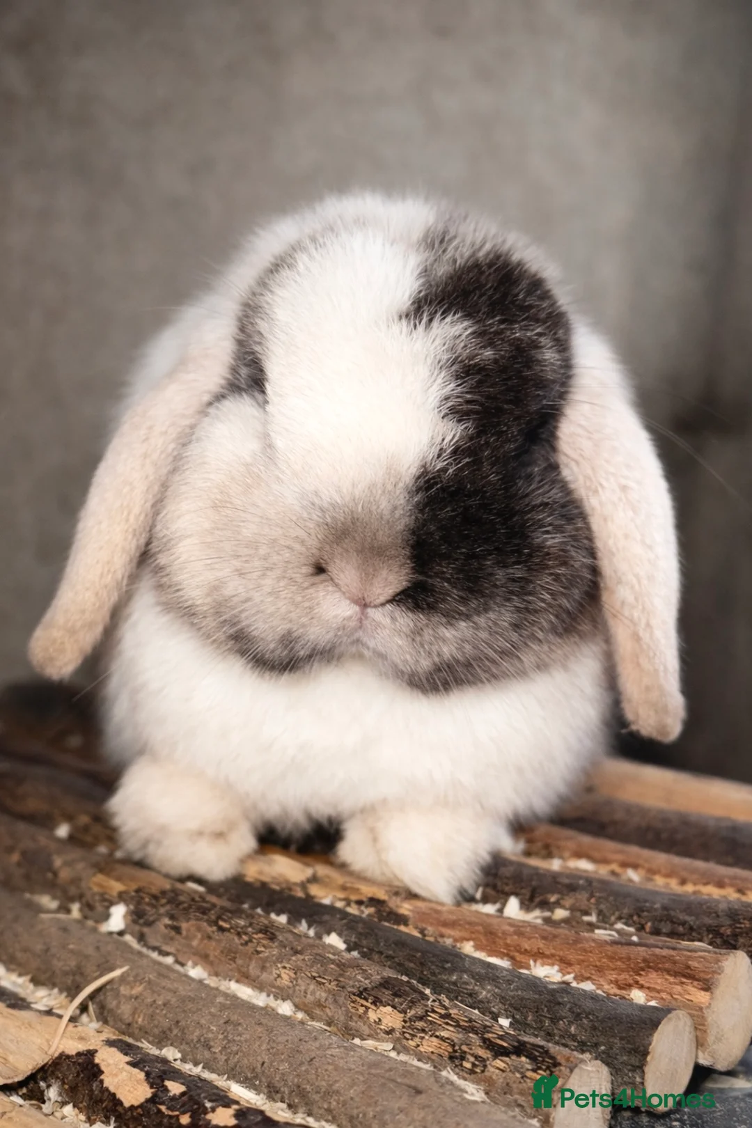 Mini Lop rabbits for sale: Top quality mini lops - Advert 1