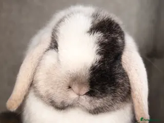 Mini Lop rabbits Top quality mini lops - Advert 1