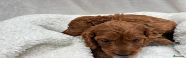 Cavapoo 3