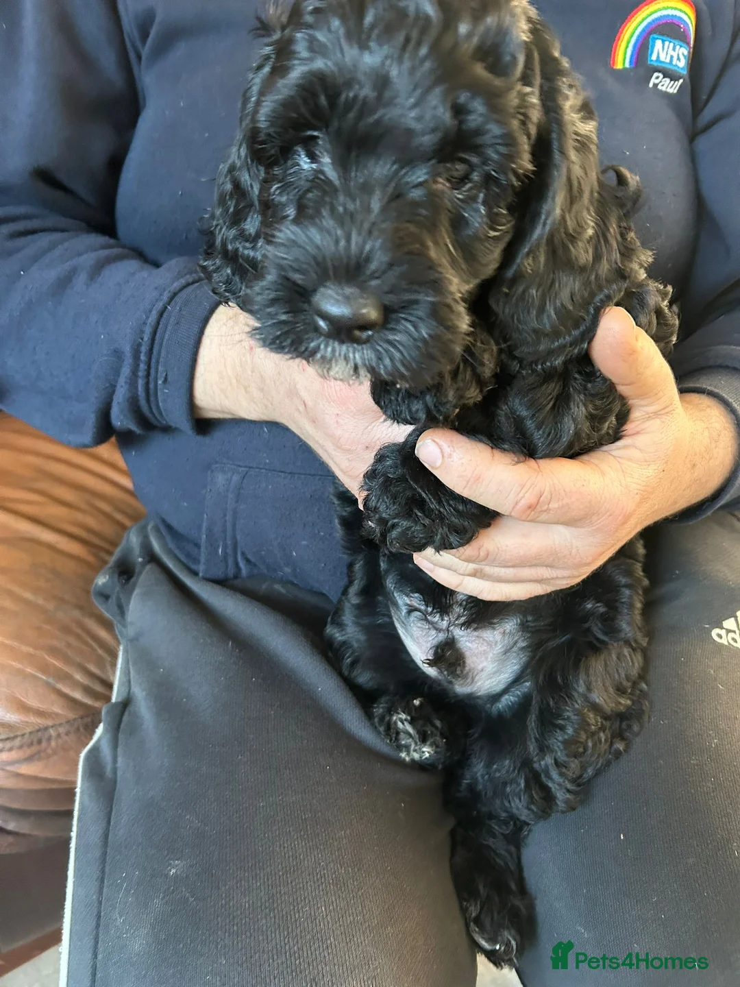 Cockapoo dogs for sale: Cockerpoo / cockapoo - Advert 16