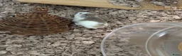 Hamster rodents for sale: Robrovski hamster with cage & accessories  in Sheffield - Advert 2