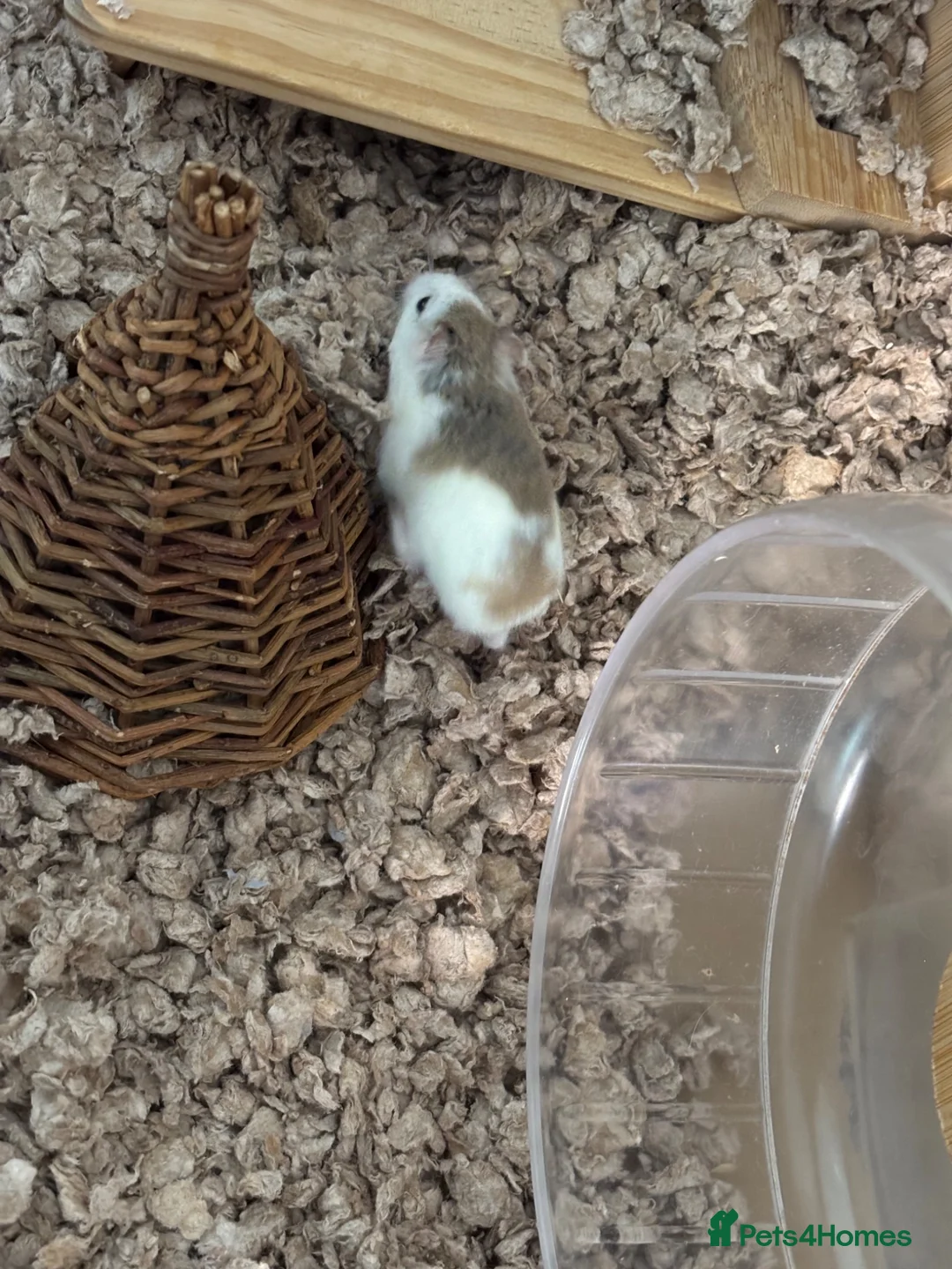 Hamster rodents for sale: Robrovski hamster with cage & accessories  in Sheffield - Advert 2