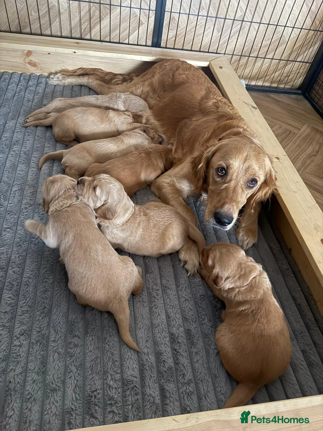 Golden Retriever dogs for sale: KC Working Line Golden Retriever Puppies - Advert 1