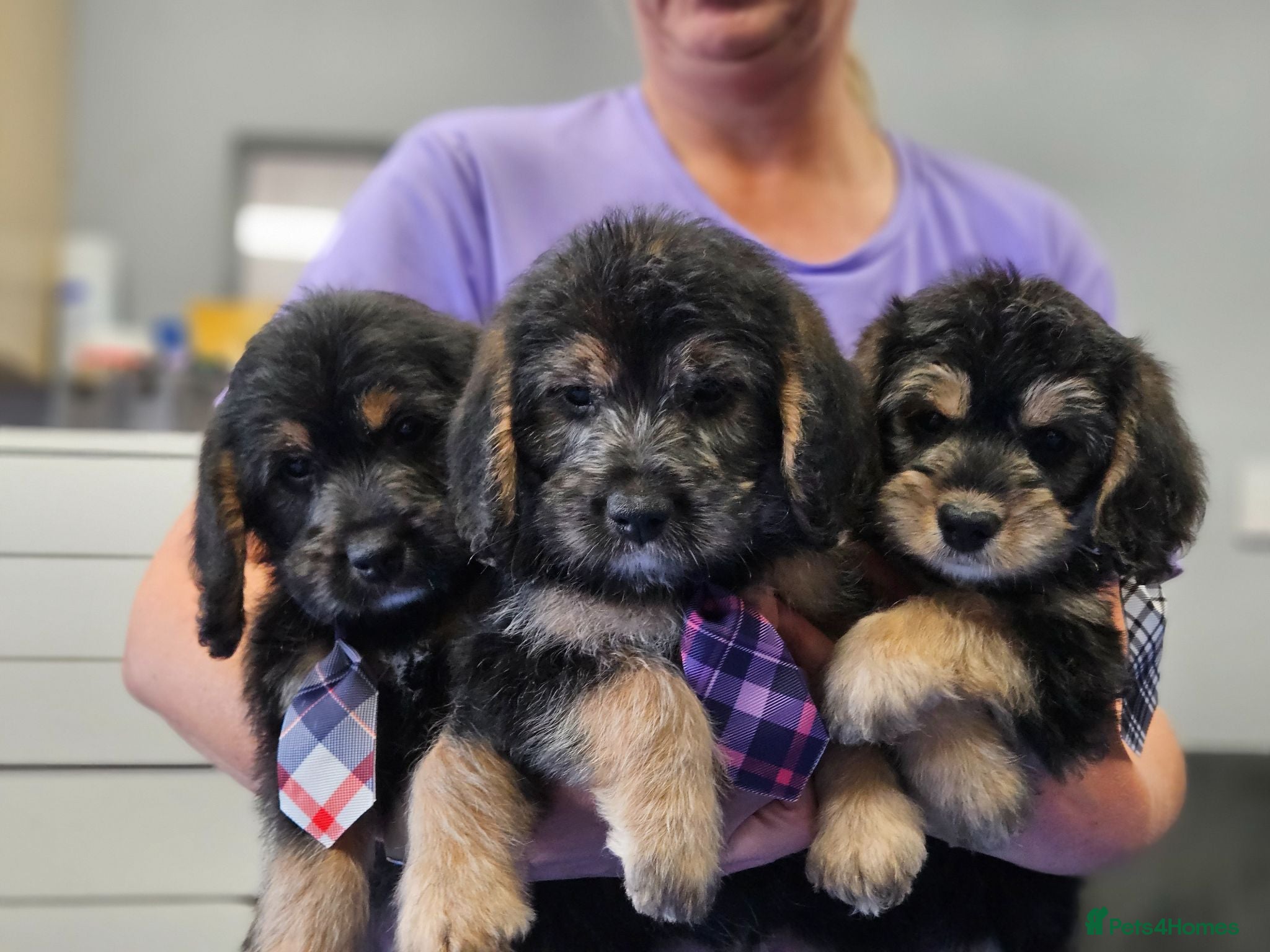 Mixed Breed dogs Beautiful Poogle pups for sale (beagle x poodle ) - Advert 2