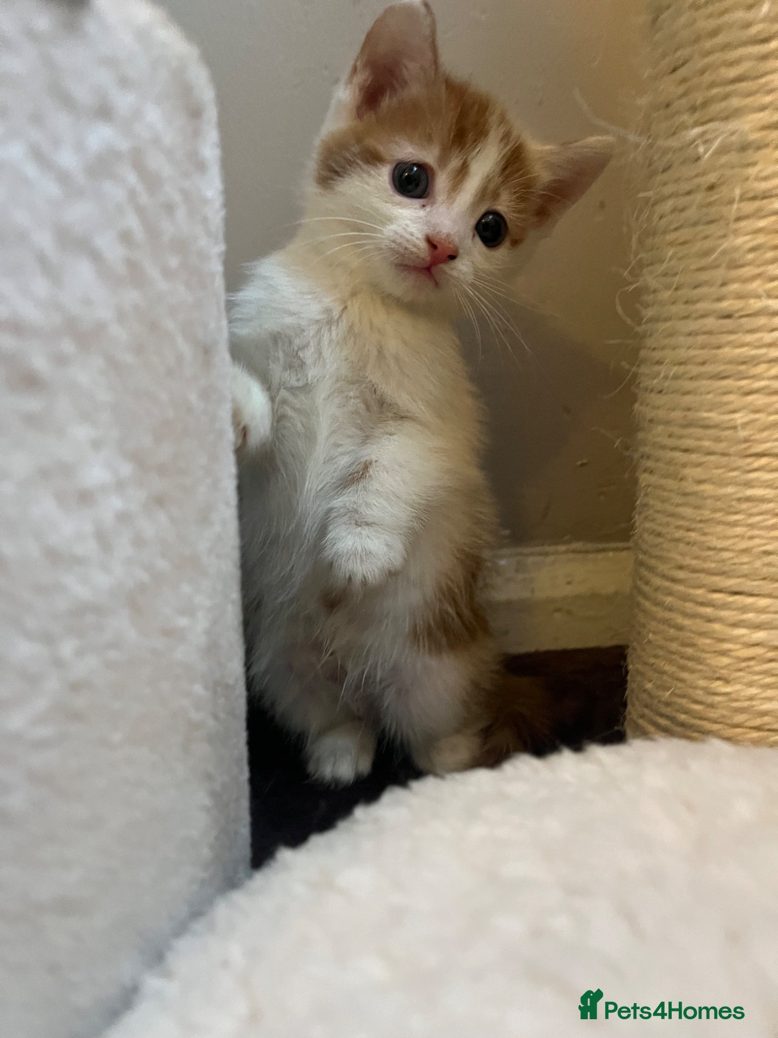 Mixed Breed cats Beautiful kittens  - Advert 8