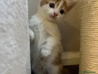 Mixed Breed cats Beautiful kittens - Advert 8