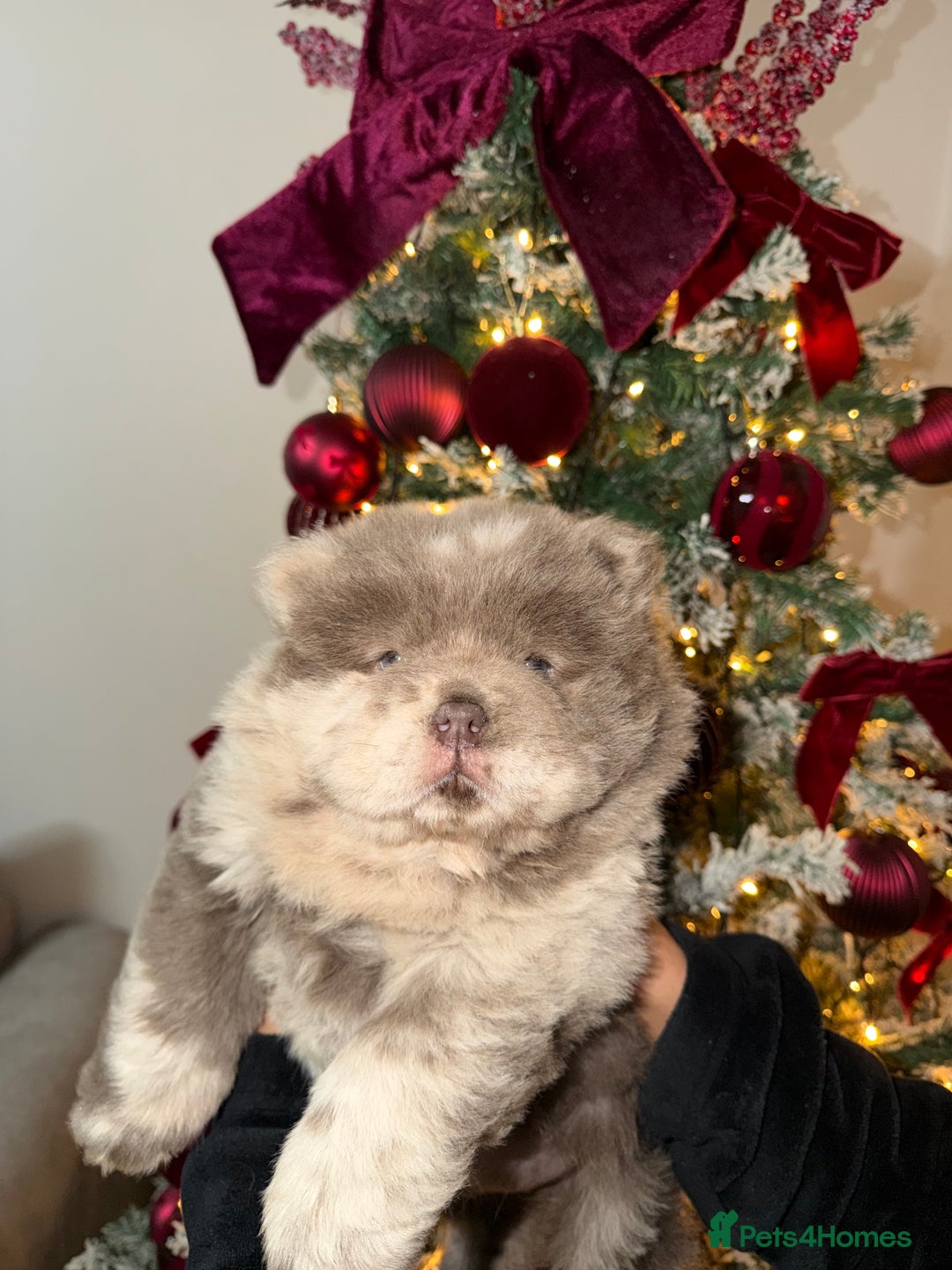 Chow Chow dogs for sale: Lilac Merle and lilac chow chow puppies for sale  - Advert 15