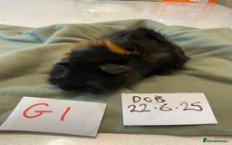Guinea Pig rodents for sale: Lovely litter of funky haired Guinea pigs - Image 2