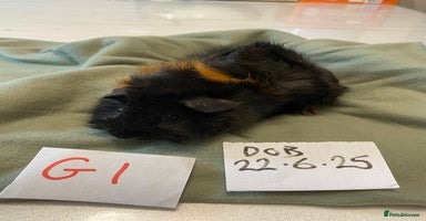 Guinea Pig rodents - Advert 2