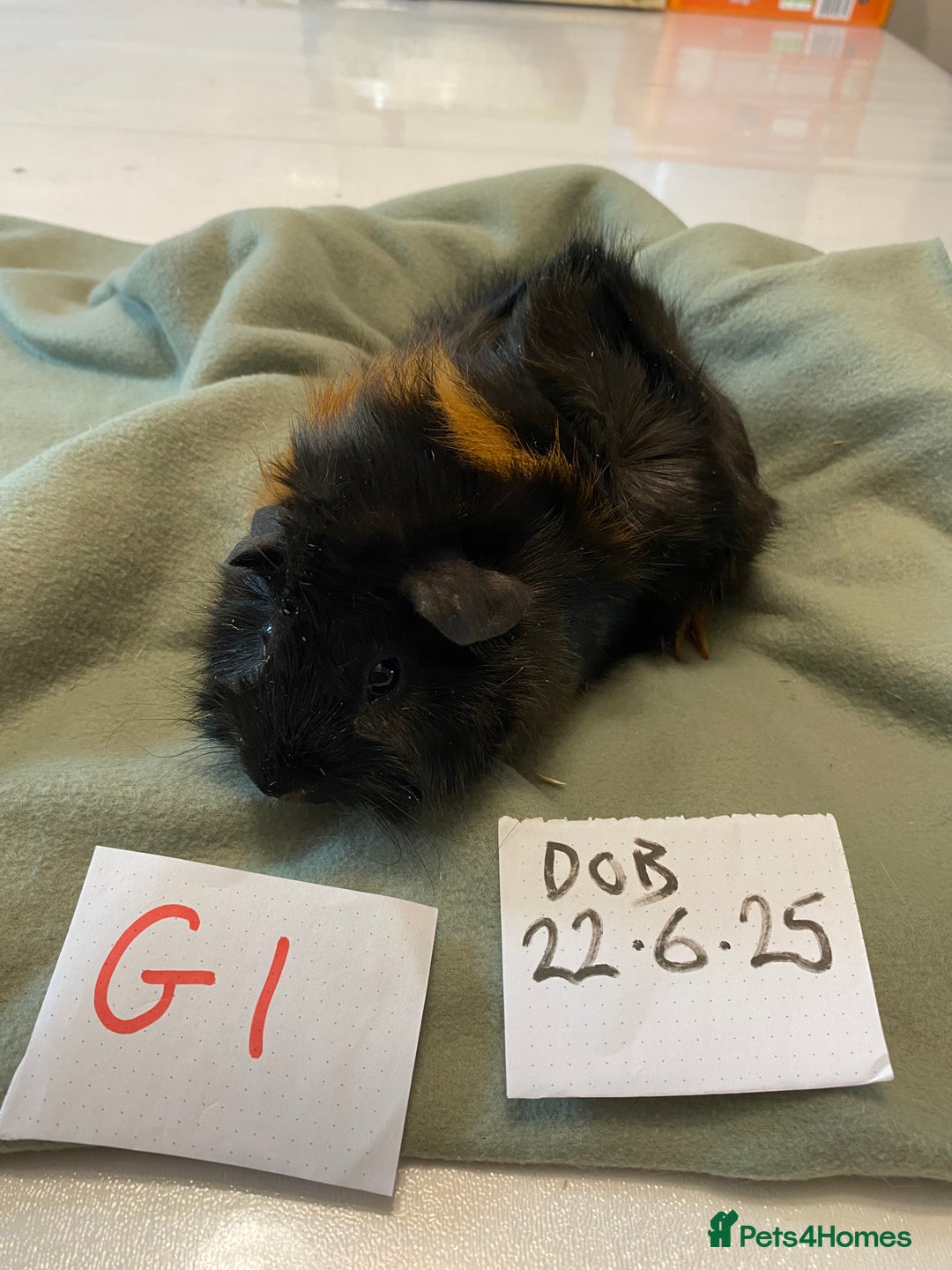 Guinea Pig rodents for sale: Lovely litter of funky haired Guinea pigs - Image 2