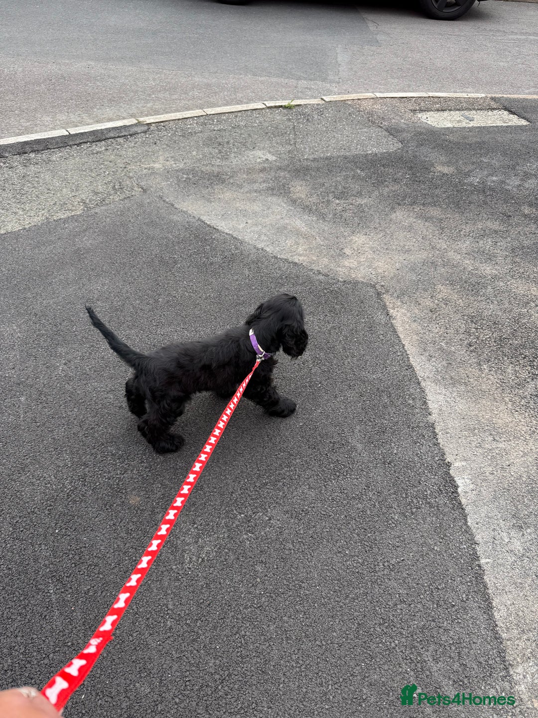Cocker Spaniel dogs for sale: Awaiting viewings - Image 9
