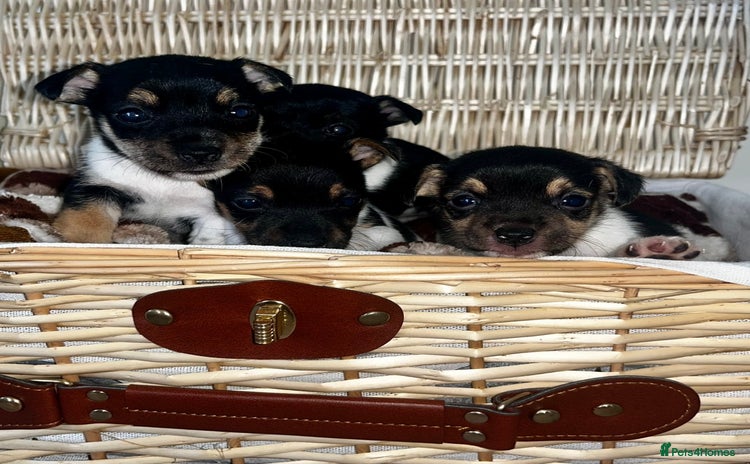 Jack Russell dogs - Advert 3