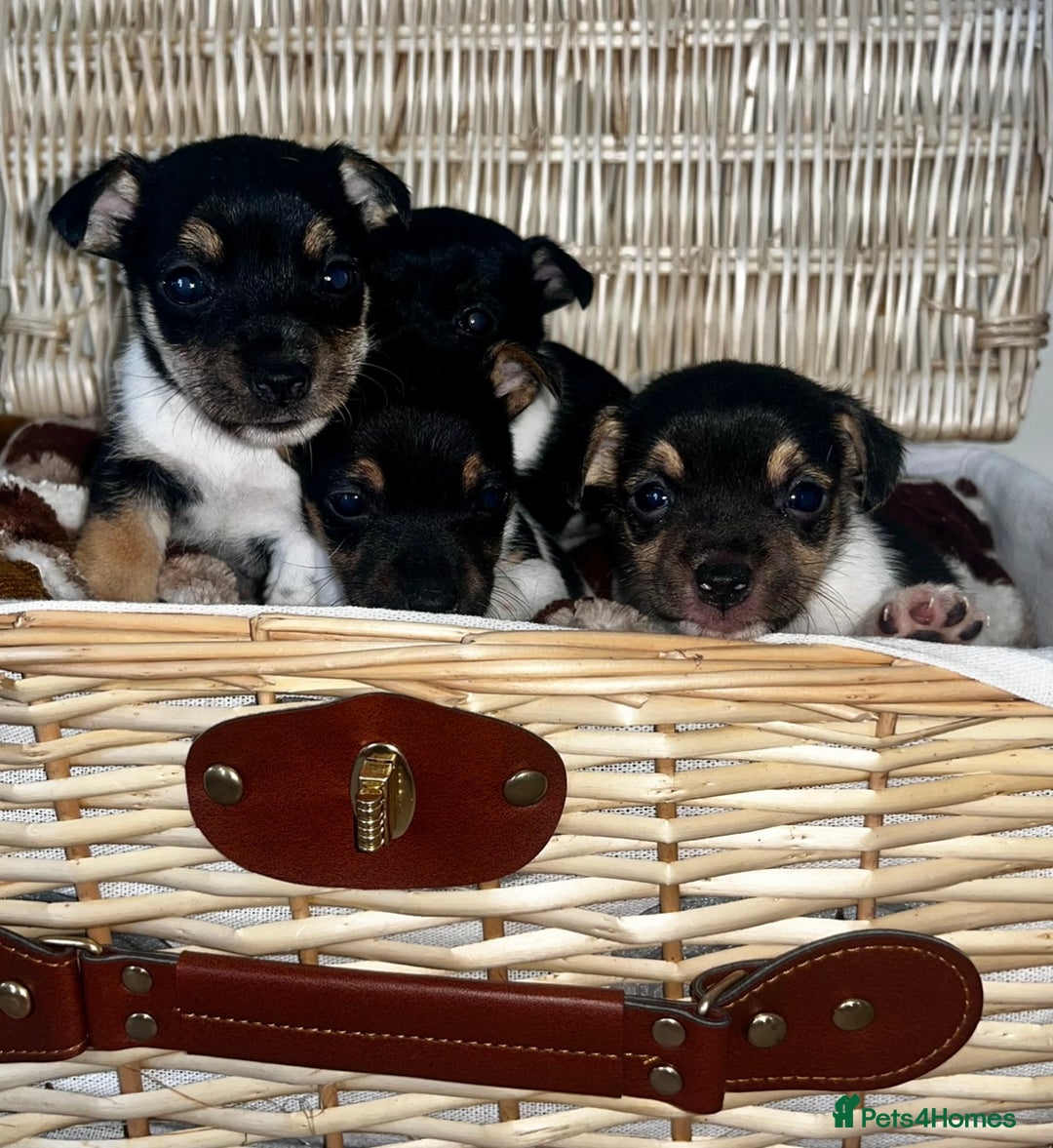 Jack Russell dogs for sale: Miniature Jackrussle  - Image 1
