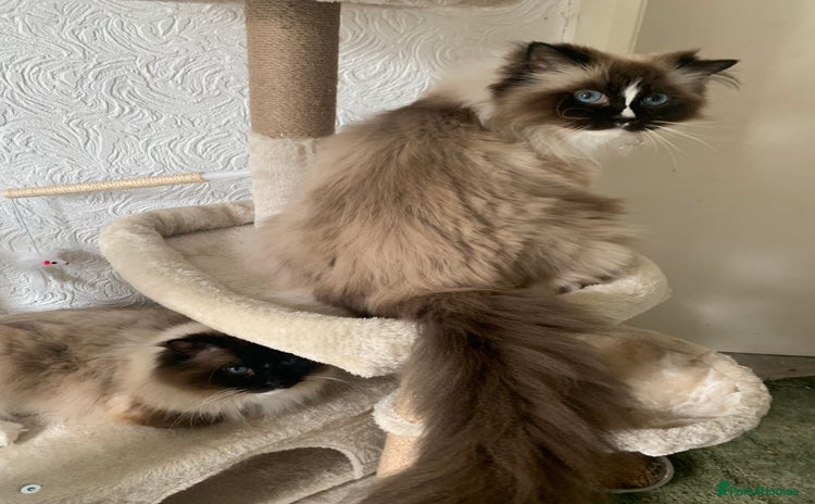 Ragdoll cats - Advert 8