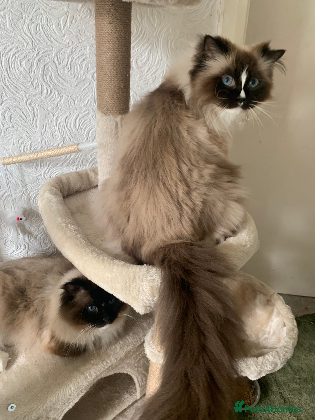 Ragdoll cats for sale: 1 male 1 female rag doll  - Image 1